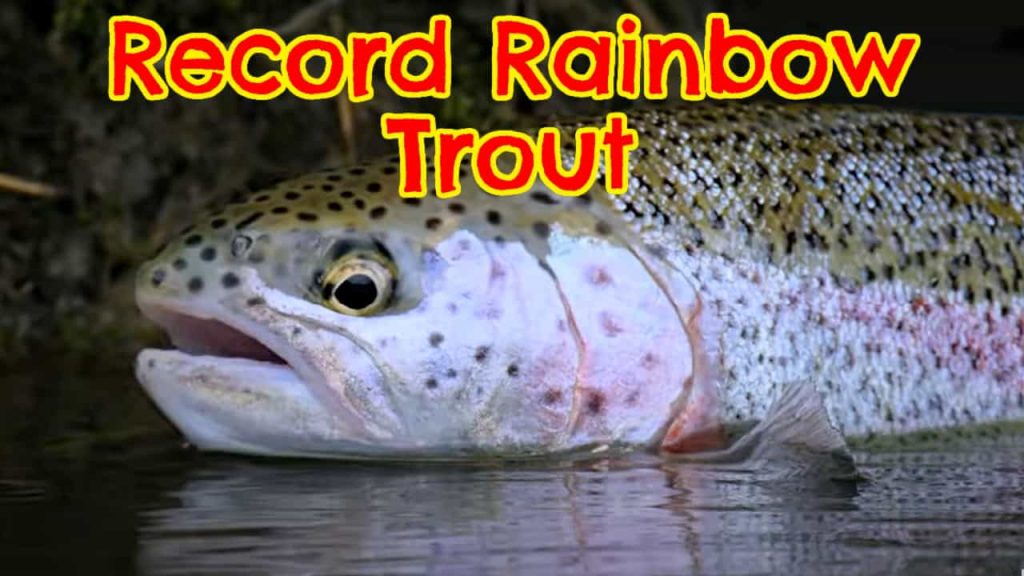 Record Rainbow Trout