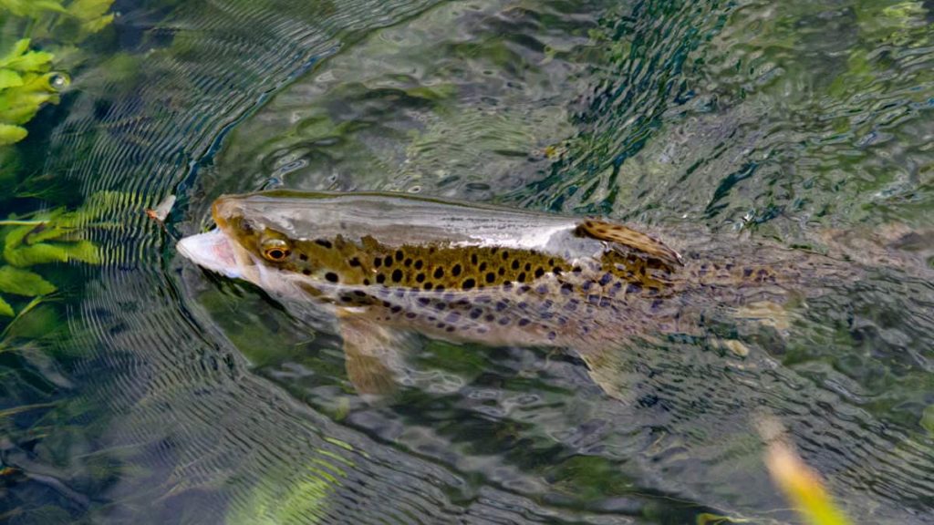 Fly Fishing for Triploid Brown Trout