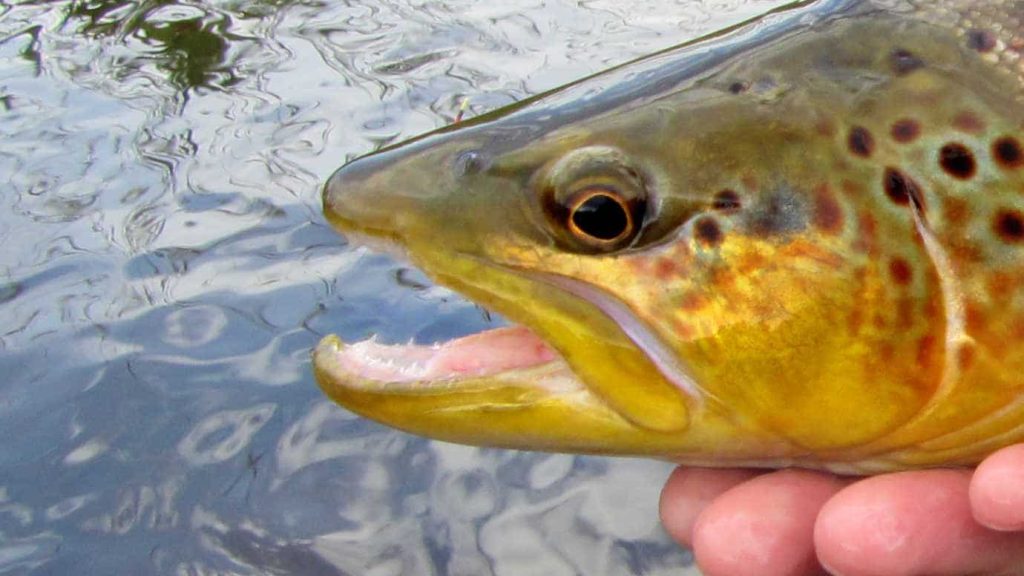 Do Trout Have Teeth