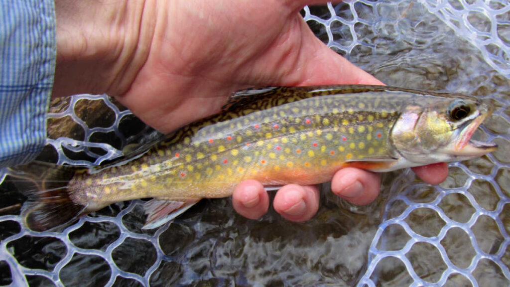A nice brook trout caught with a 4 weight fly rod