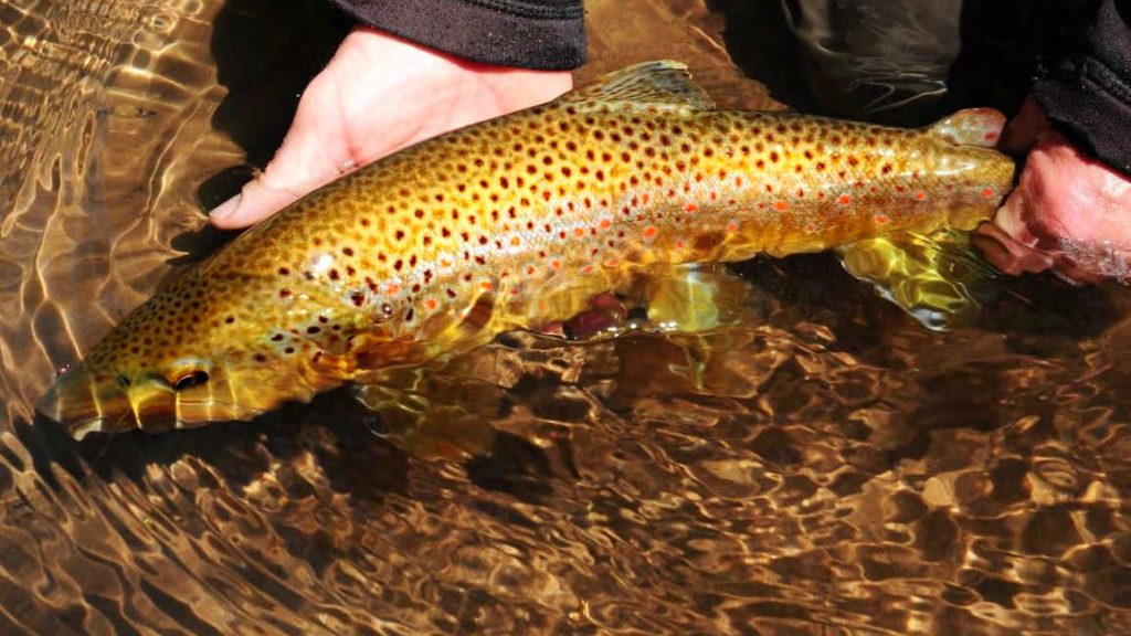 How to Fly Fish for Brown Trout