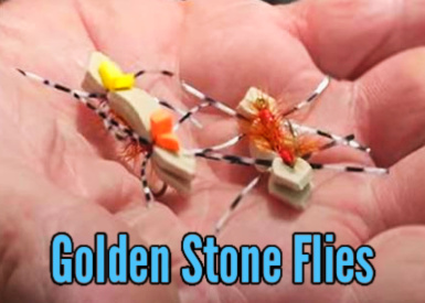 Golden Stone Flies