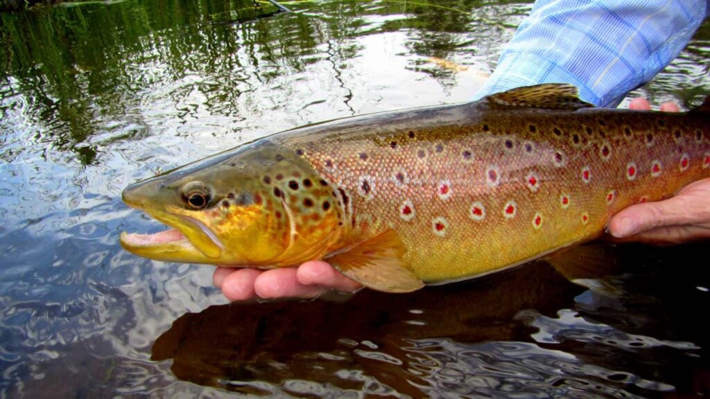 A beautiful brown trout fly fishing