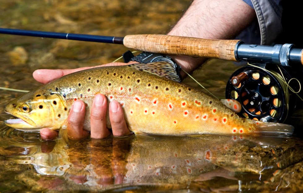 Where to Catch Trout on the Gallatin River