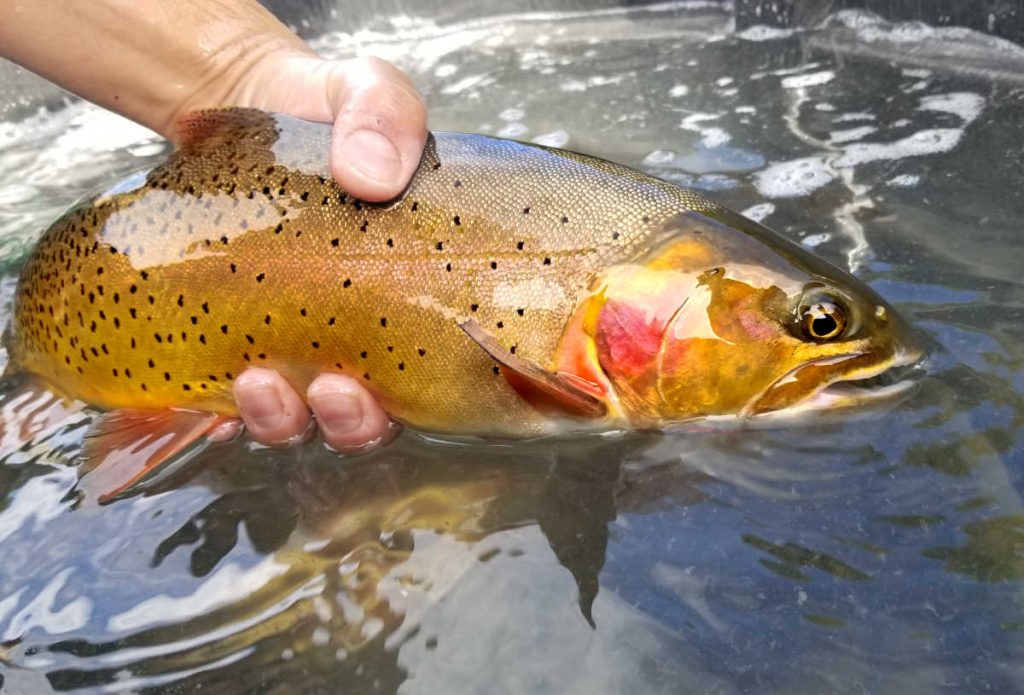 Cutthroat Trout Fly Fishing