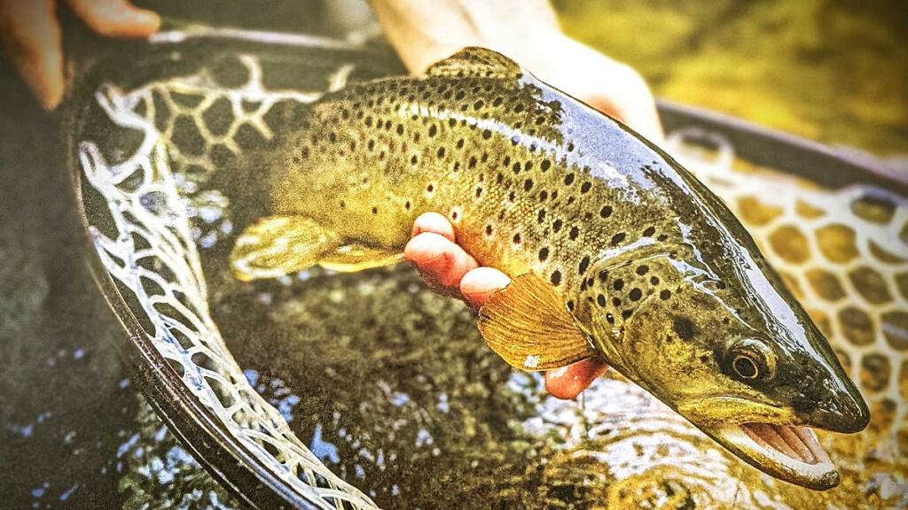 Beautiful brown trout that took an emerger