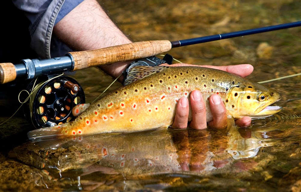 Where to Fly Fishing on the Gallatin River