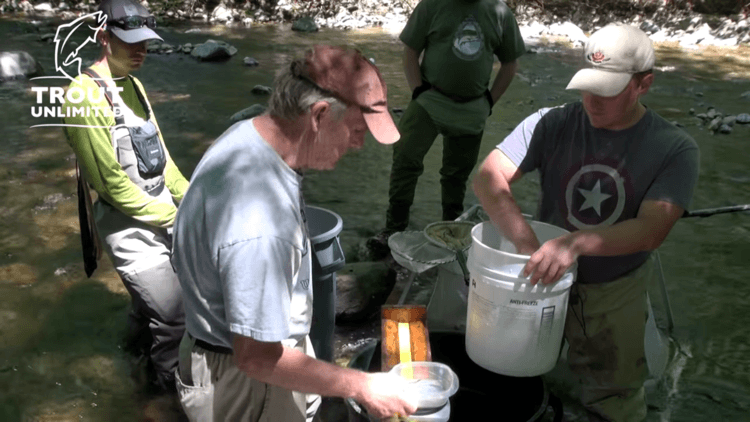 Pocono Creek electrofishing