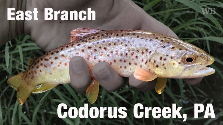 brown trout from codorus creek in York County, PA