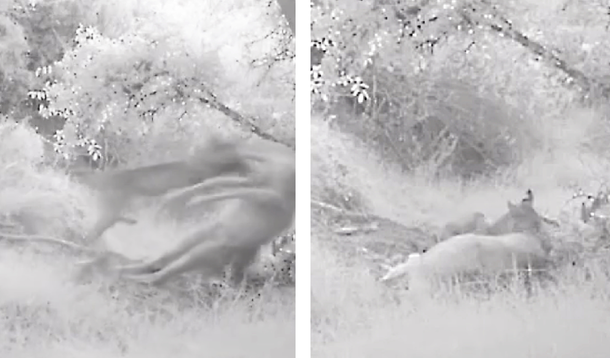 Watch: Bobcat Takes Down Adult Mule Deer on Trail Camera - Riverside ...